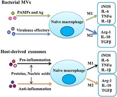 Frontiers Extracellular Vesicle Mediated Regulation Of Macrophage